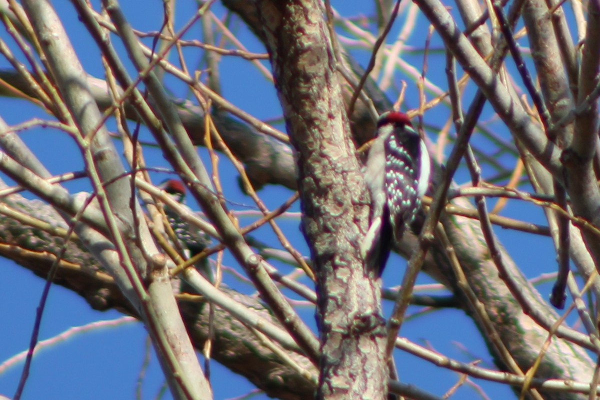 Downy Woodpecker (Rocky Mts.) - ML305717151