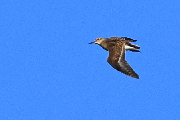 pygmésnipe - ML305718391