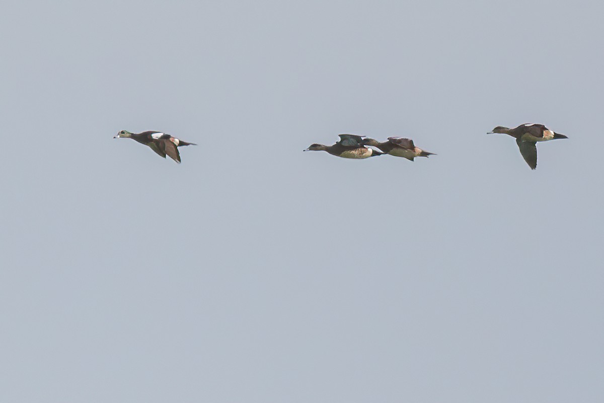 American Wigeon - Judy Duffy