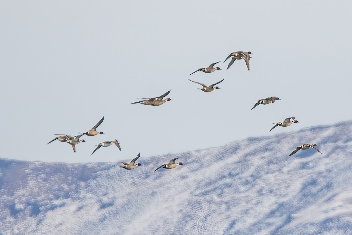 Northern Pintail - Judy Duffy