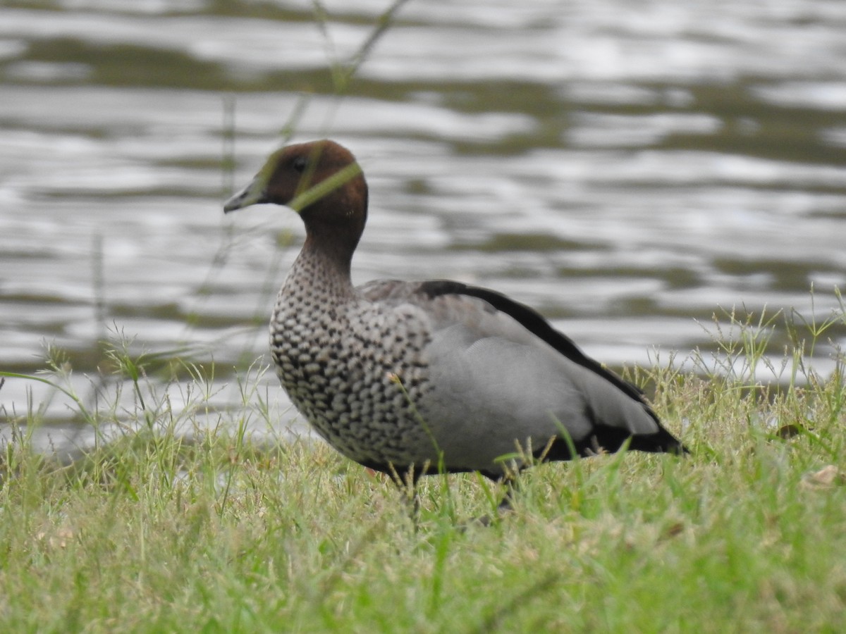 Maned Duck - ML305718961