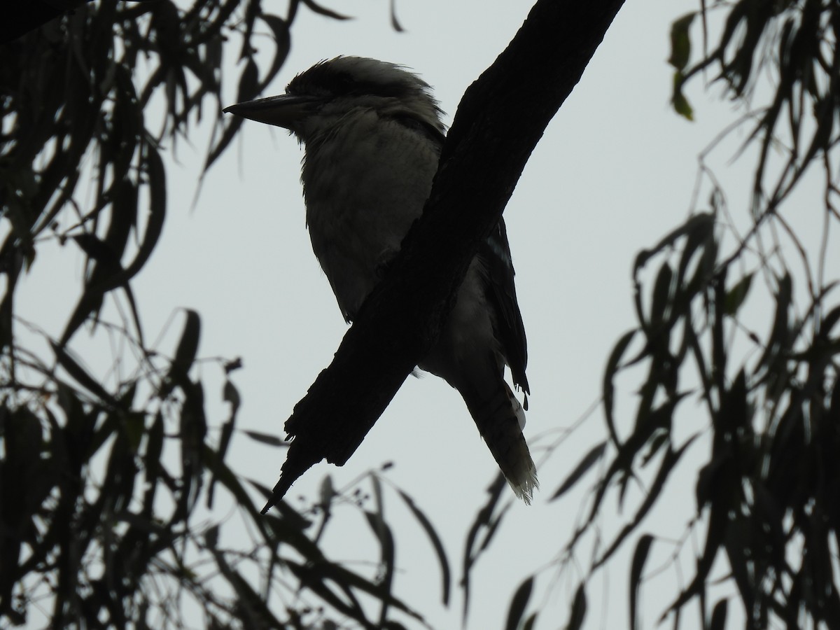 Laughing Kookaburra - ML305719051