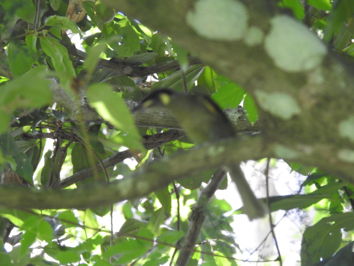 Lewin's Honeyeater - ML305719101