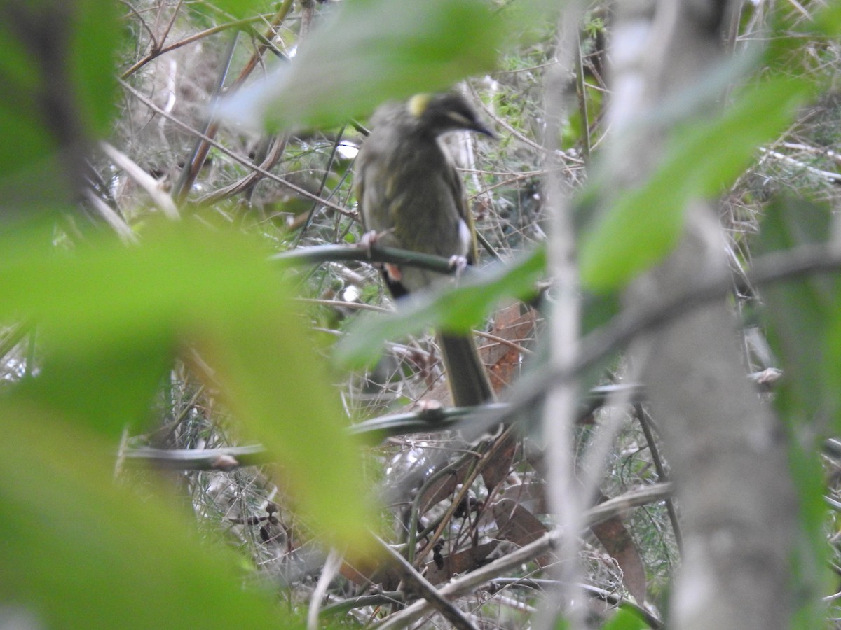 Lewin's Honeyeater - Mark Tarnawski