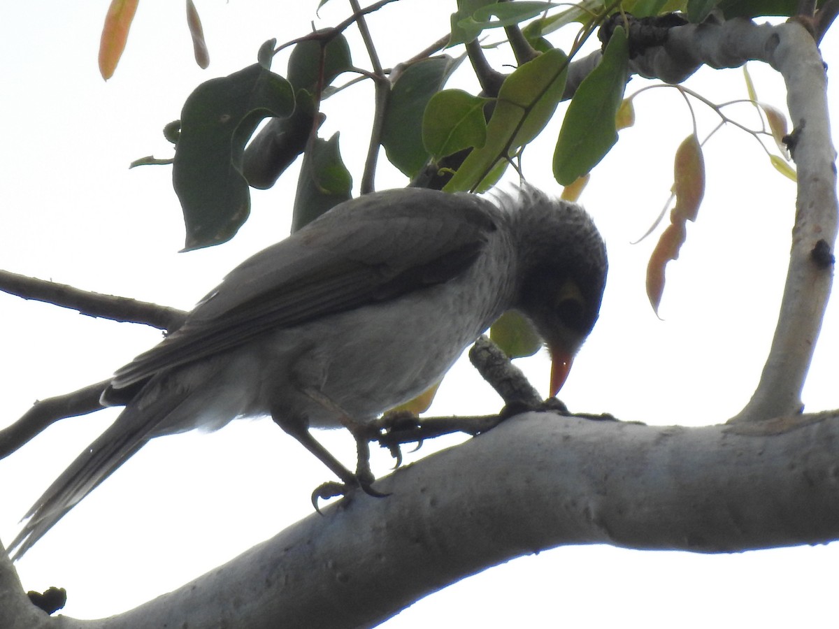 Noisy Miner - ML305719181