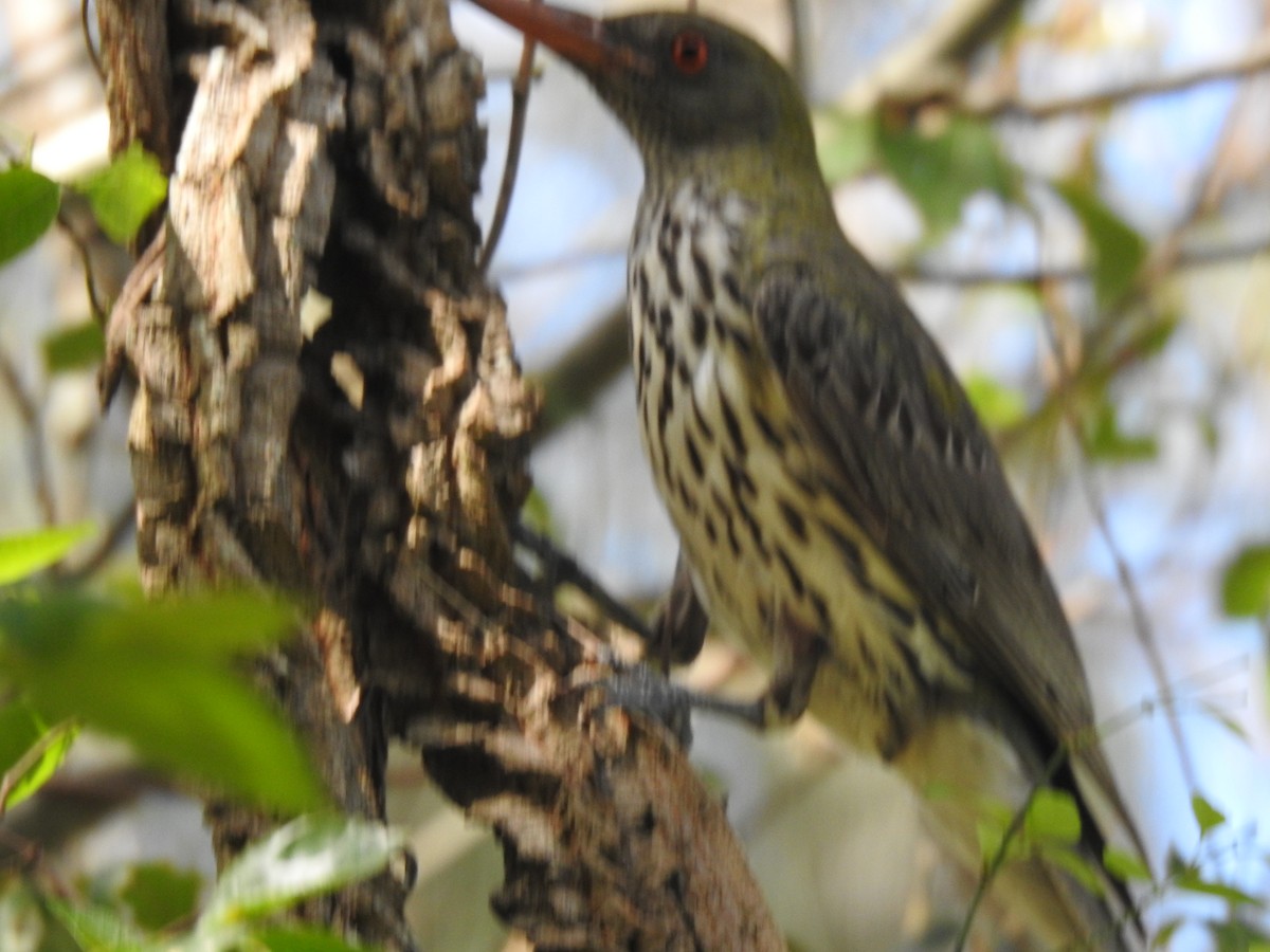 Olive-backed Oriole - ML305719251