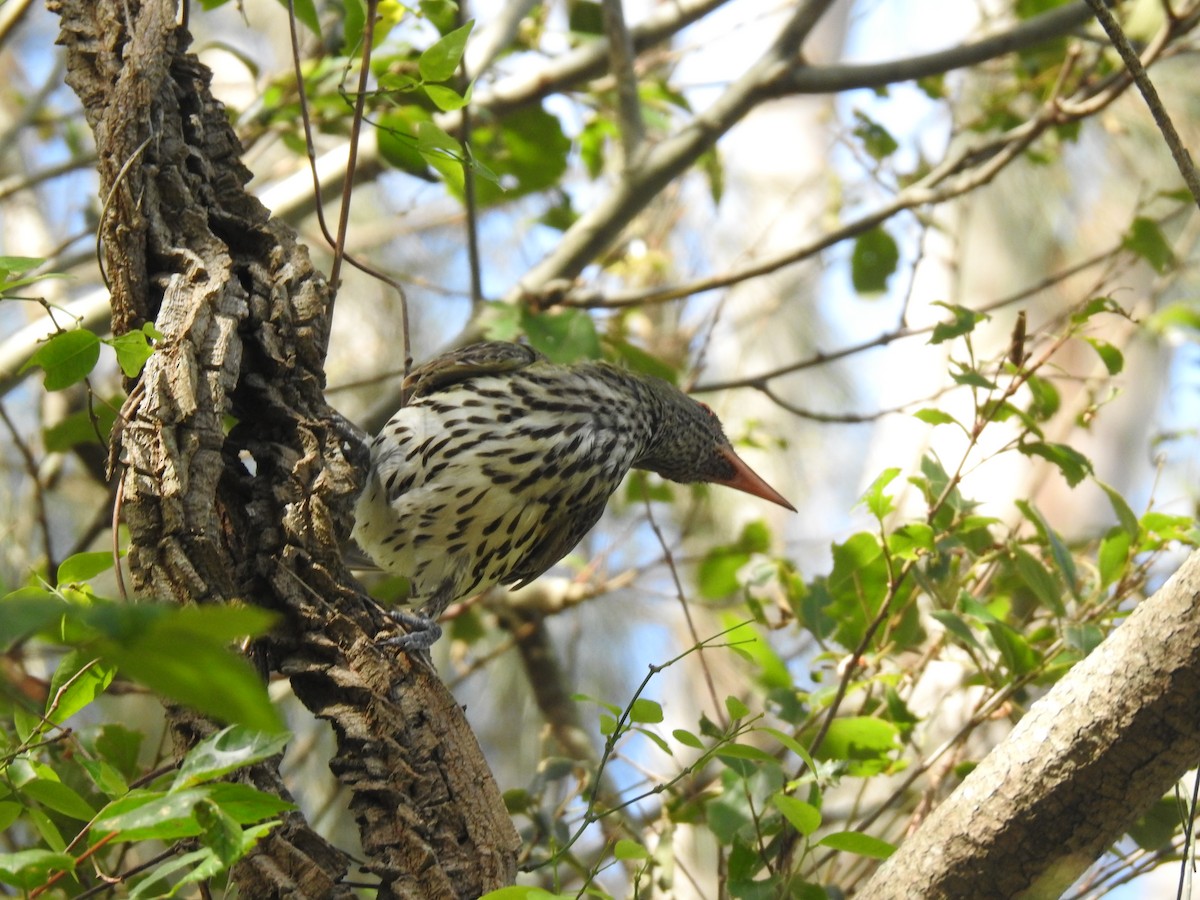 Olive-backed Oriole - ML305719291