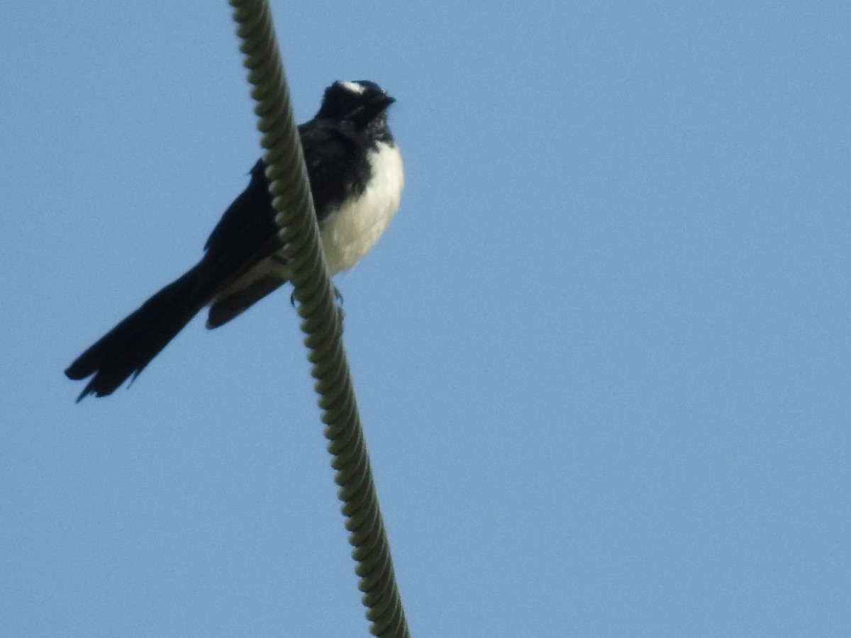 Willie-wagtail - ML305719351