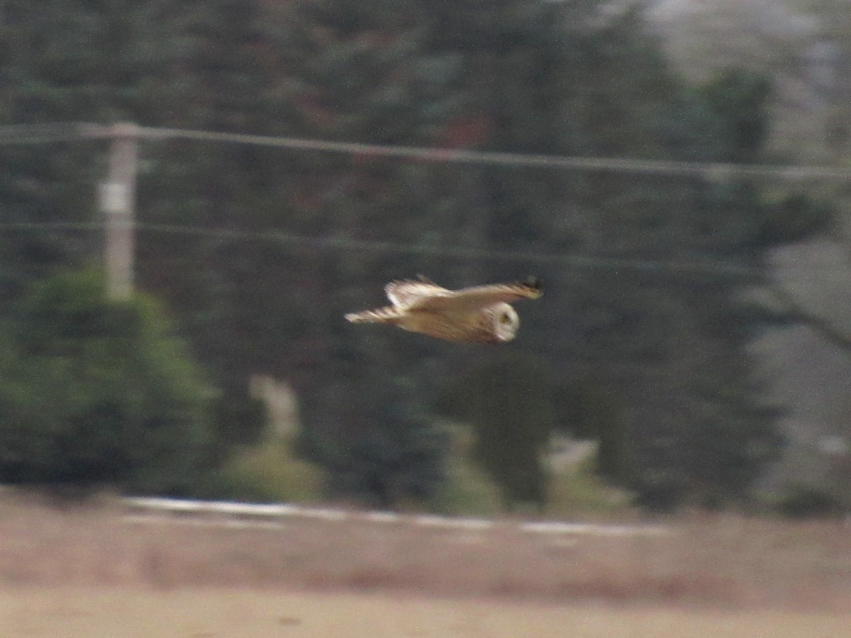 Short-eared Owl - ML305719401