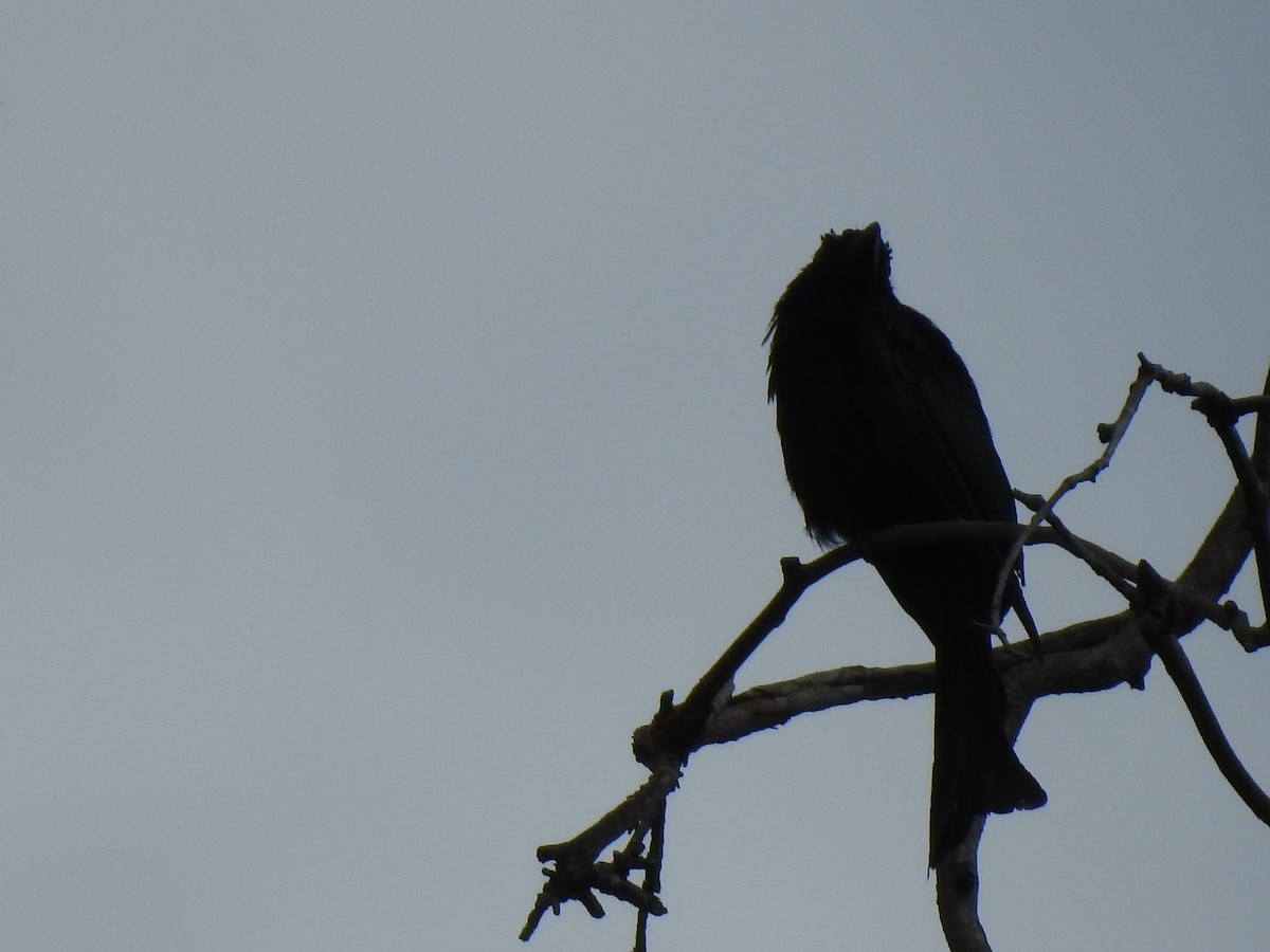 Spangled Drongo - ML305719511