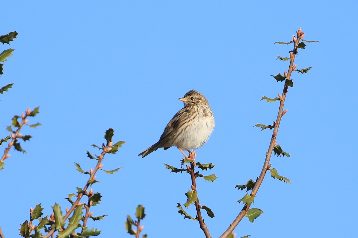 Savannah Sparrow - ML305719811