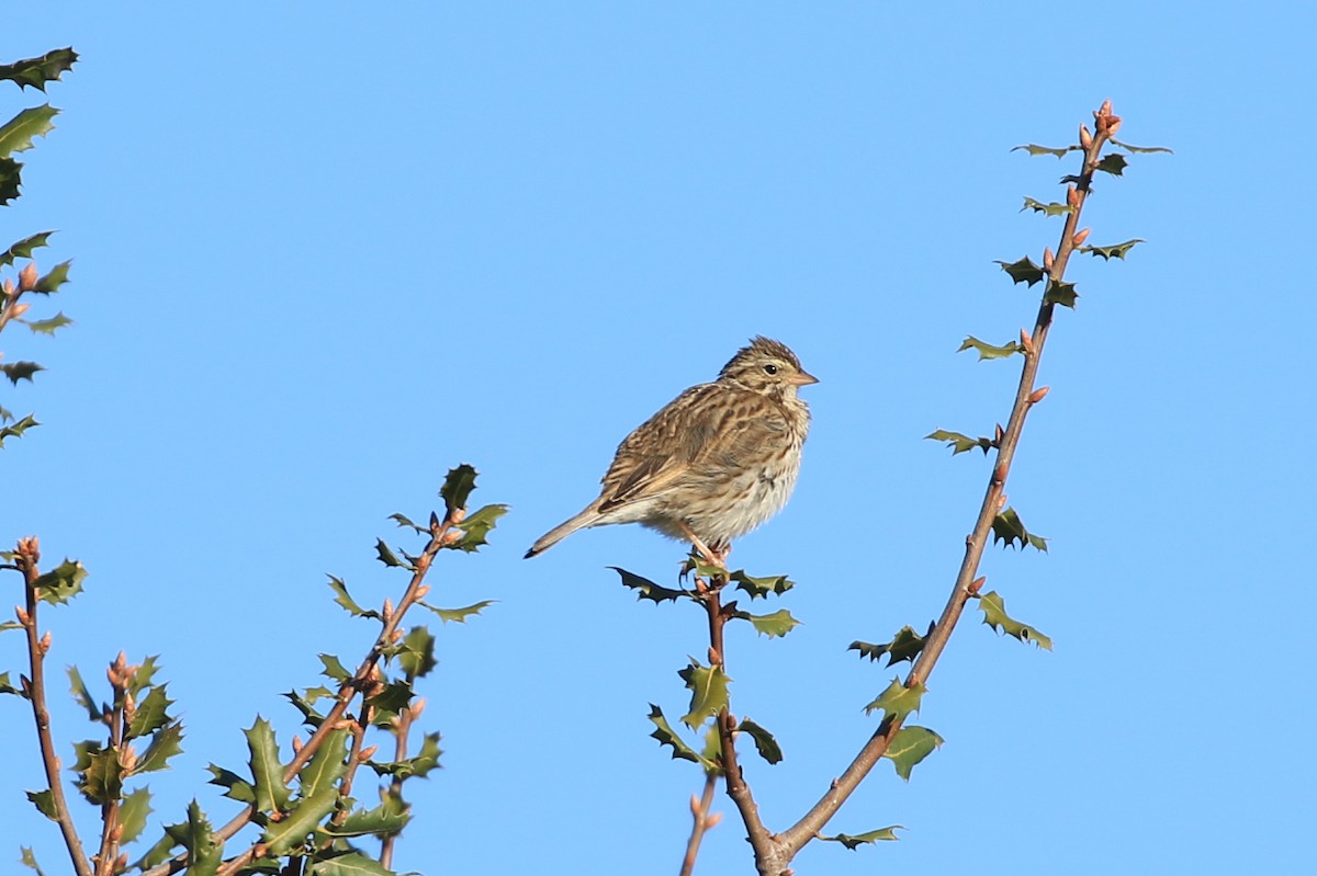 Savannah Sparrow - ML305719871