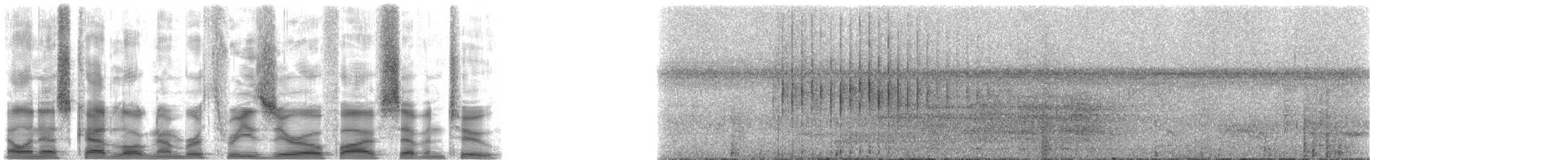 purpurbrystkotinga - ML30572