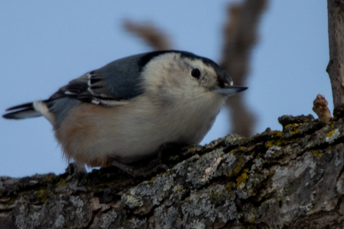 White-breasted Nuthatch - Tara Plum