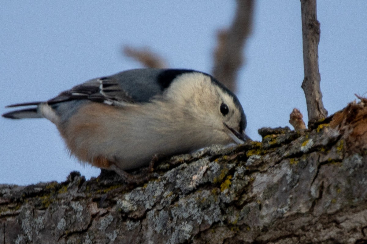 White-breasted Nuthatch - Tara Plum