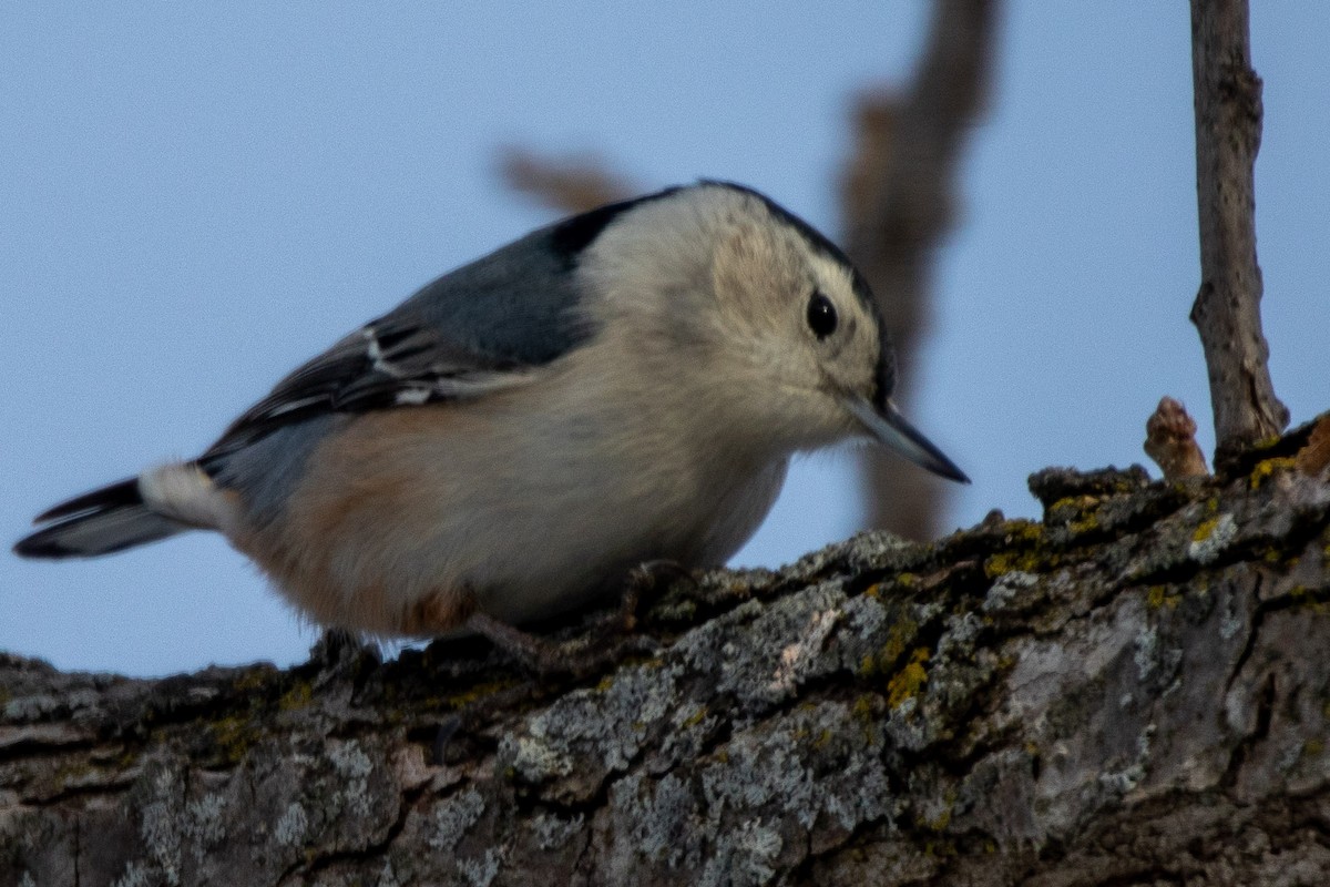 White-breasted Nuthatch - Tara Plum