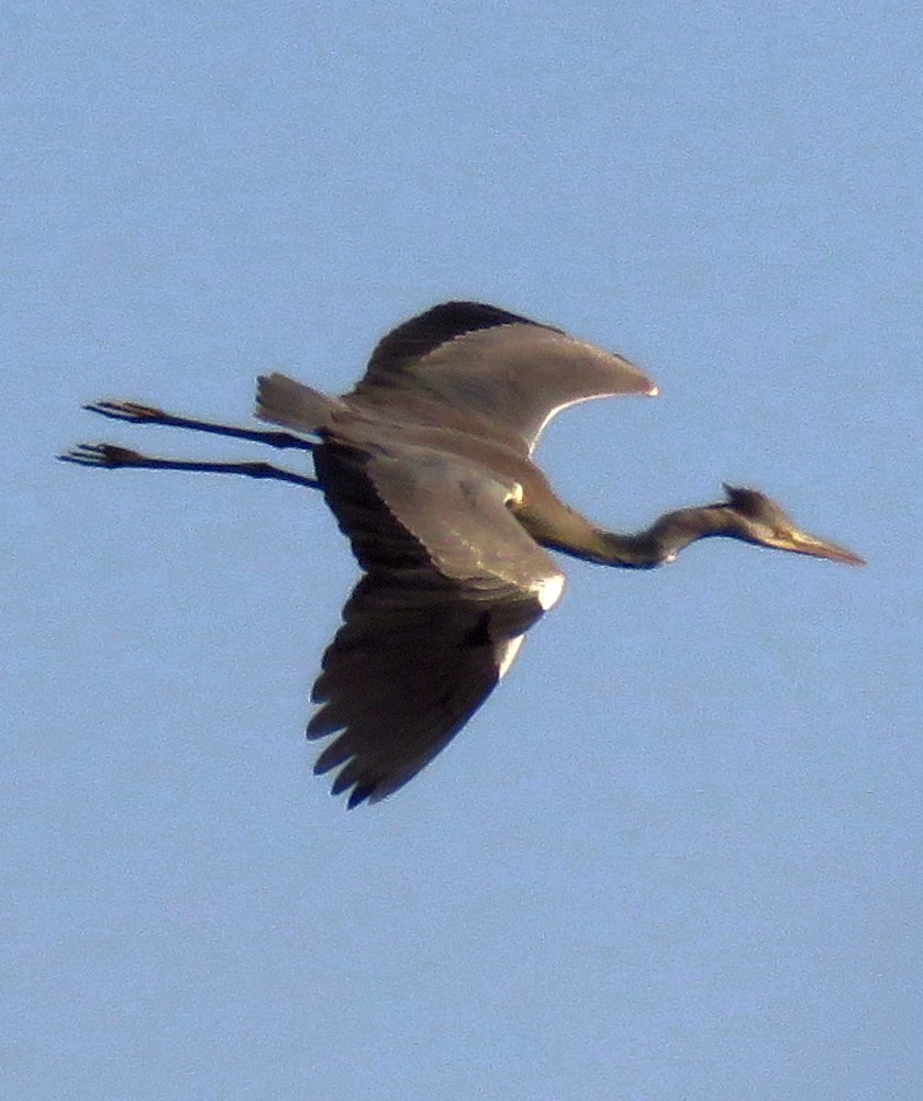 Gray Heron - ML305721291