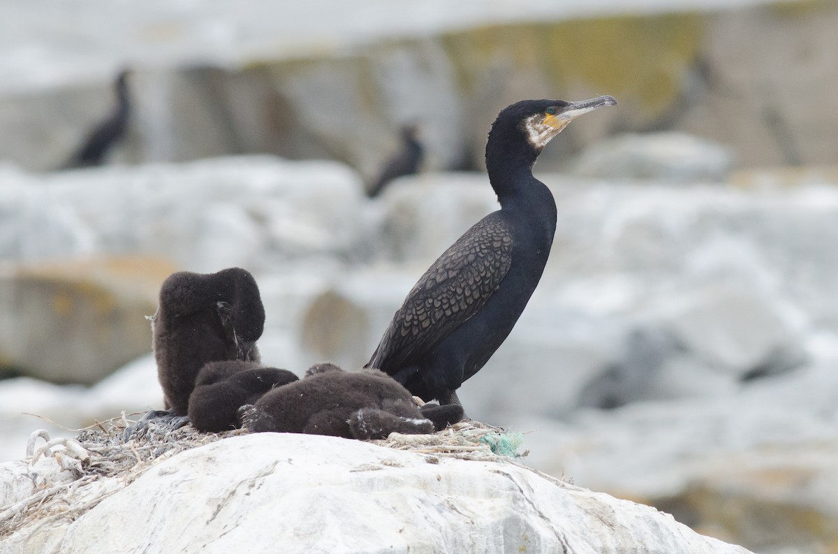 Great Cormorant - Alix d'Entremont