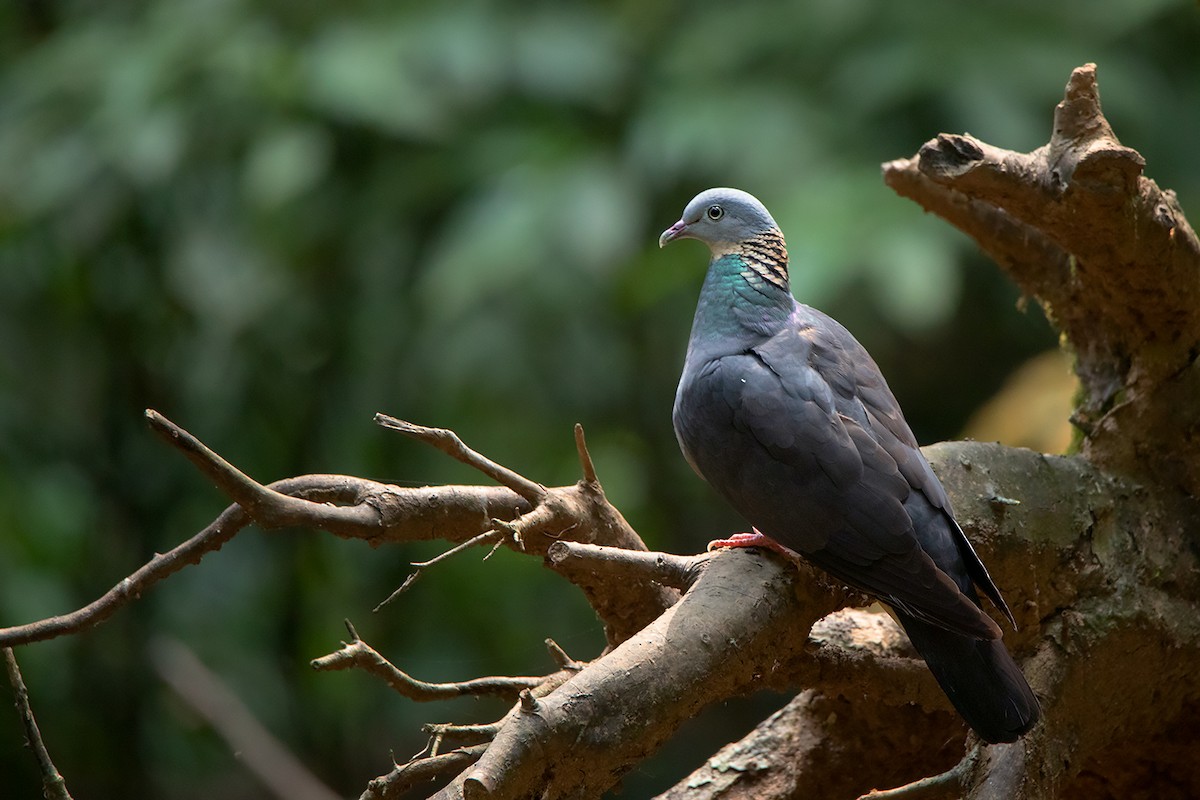 Ashy Wood-Pigeon - Ayuwat Jearwattanakanok