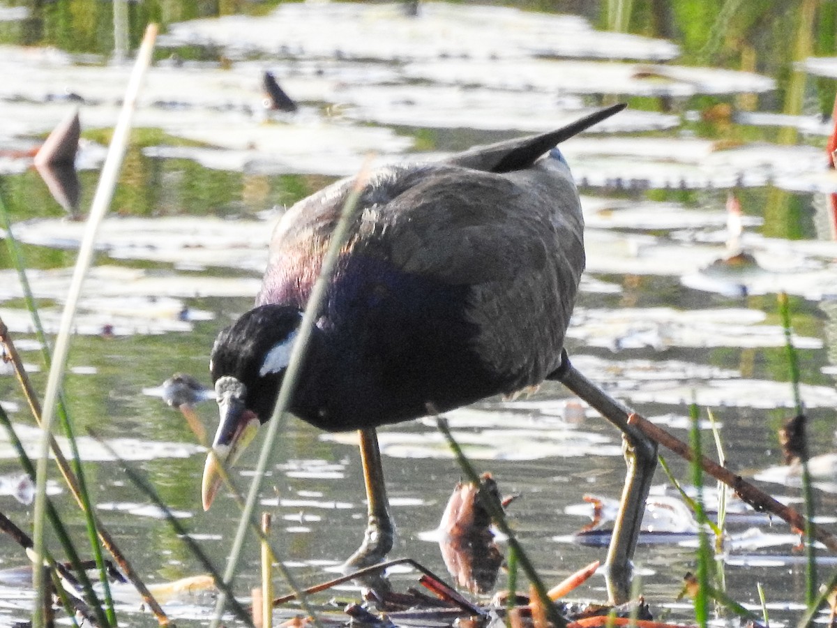 Bronze-winged Jacana - ML305723121