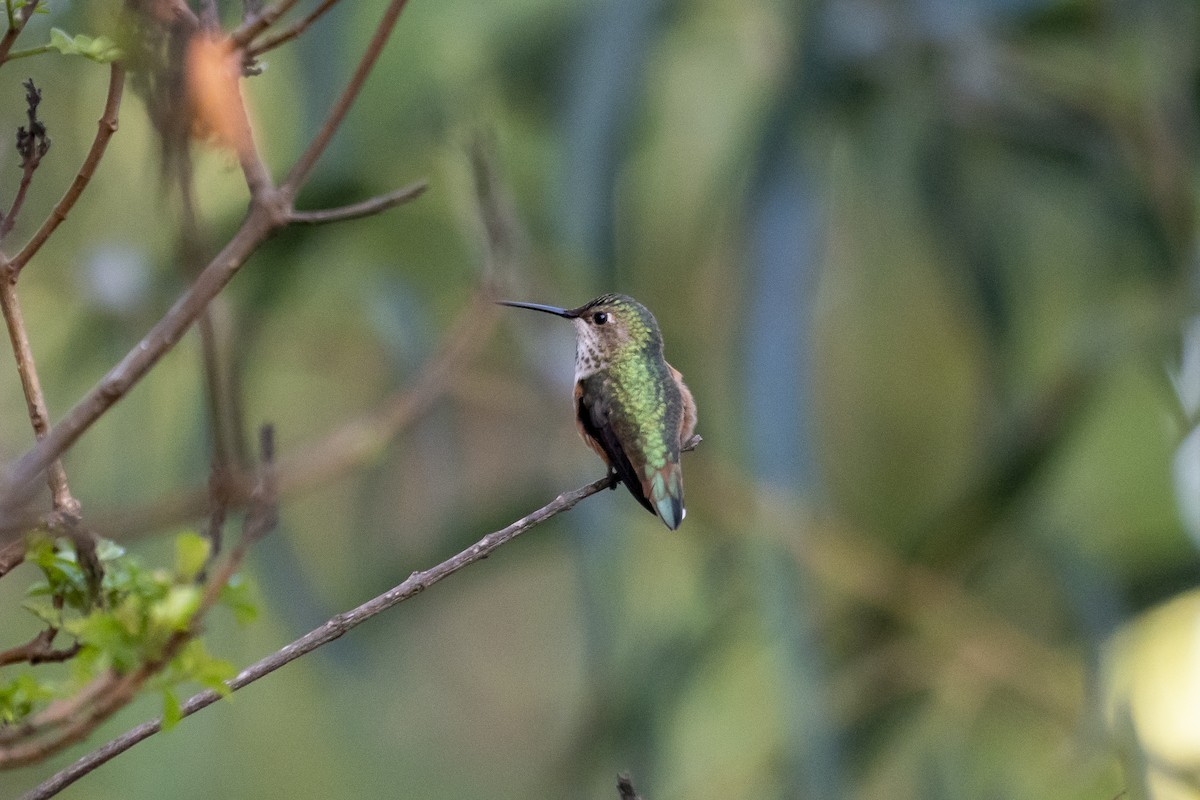 Allen's Hummingbird - Steven Hunter