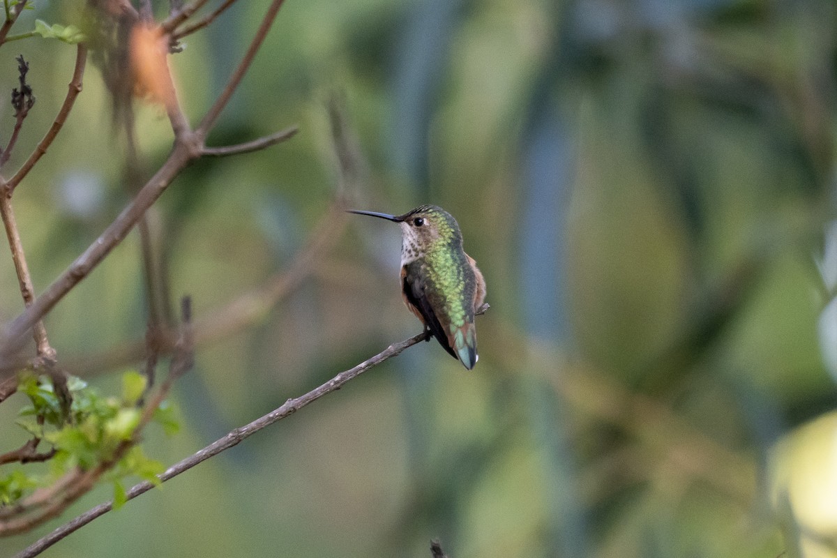 Colibrí de Allen - ML305723531