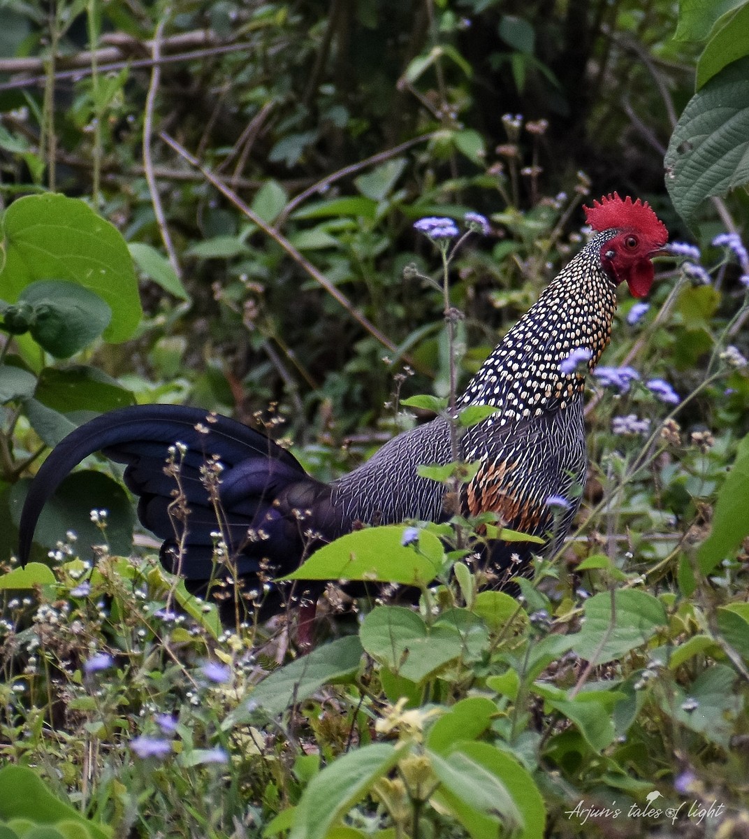 Gray Junglefowl - ML305723571