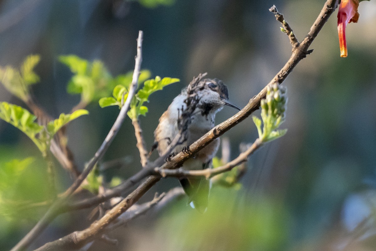 Allen's Hummingbird - ML305723591