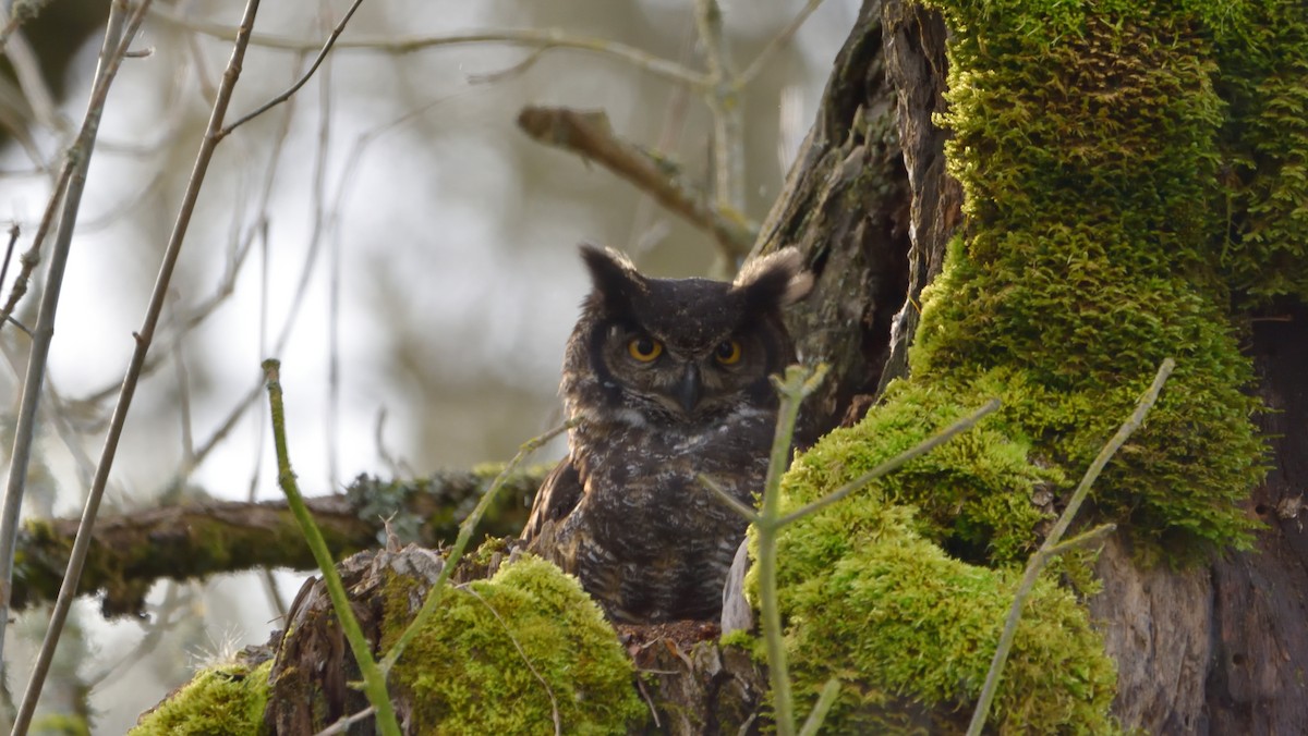 Great Horned Owl - Lawrence Majercin