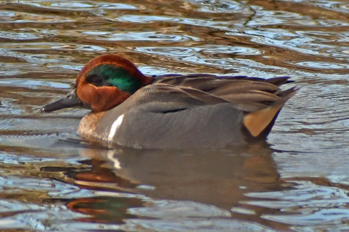 Green-winged Teal - ML305727211
