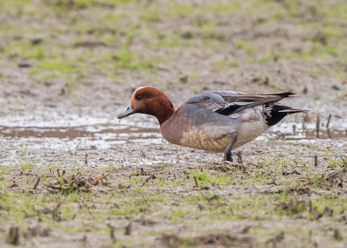 Eurasian Wigeon - ML305727561