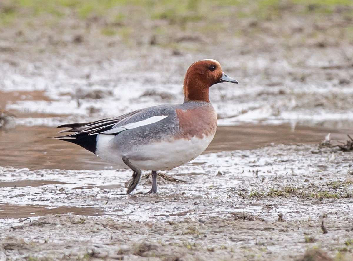 Eurasian Wigeon - ML305727591