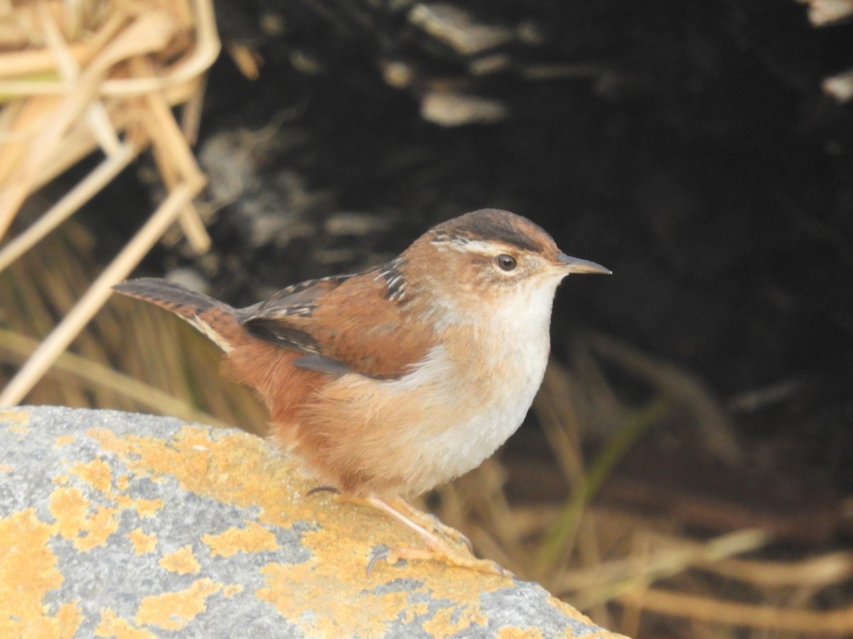 Marsh Wren - Cliff Cordy