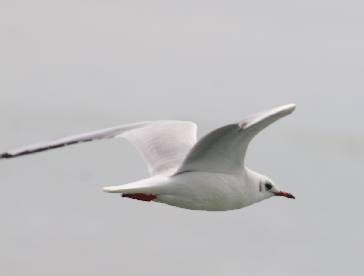 Gaviota Reidora - ML305728471