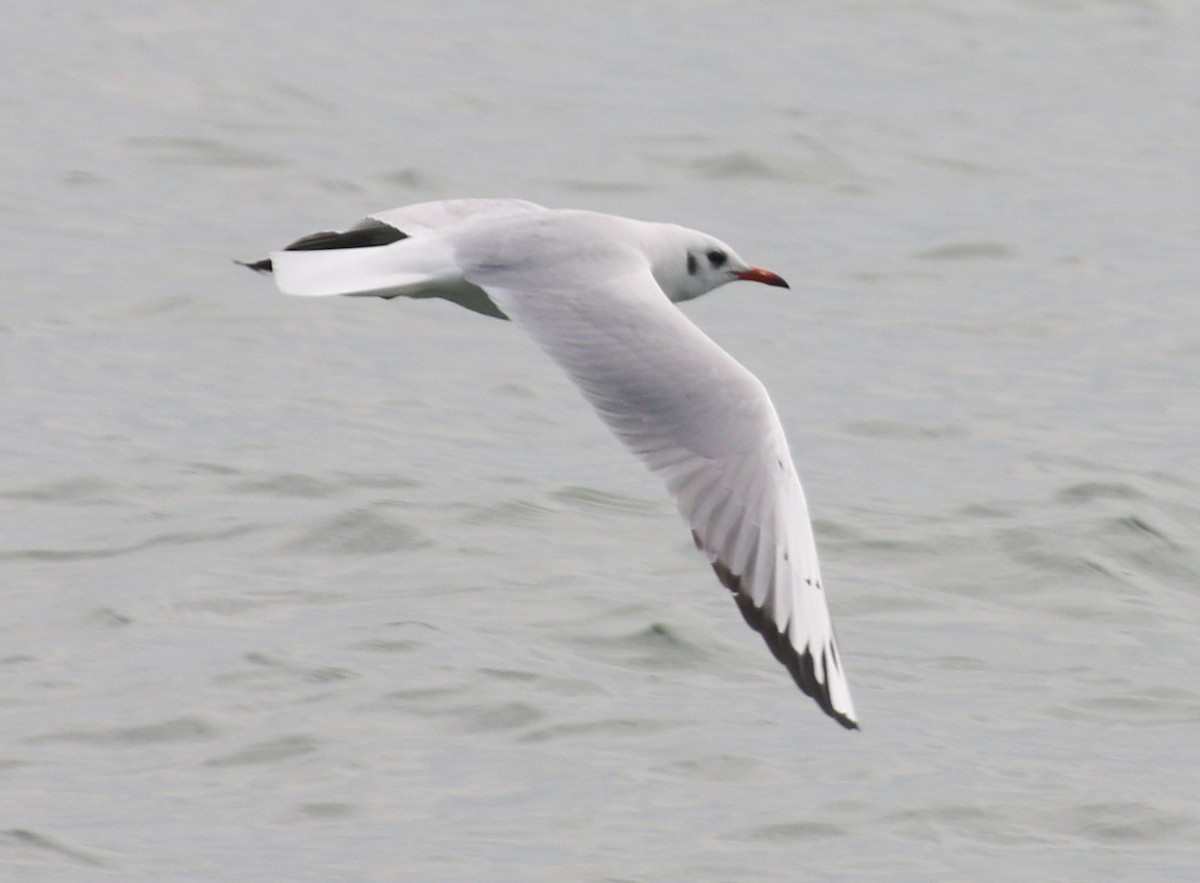 Gaviota Reidora - ML305728481