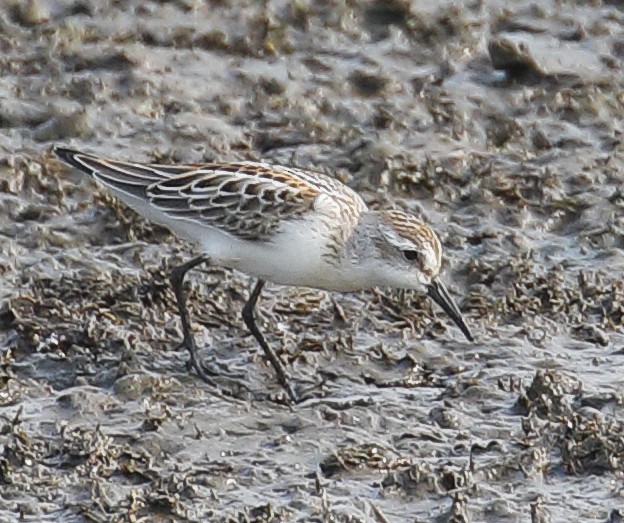 Western Sandpiper - ML305729911