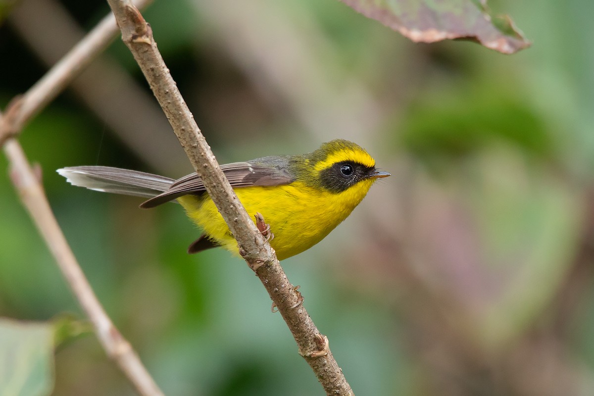 Yellow-bellied Fairy-Fantail - Ayuwat Jearwattanakanok