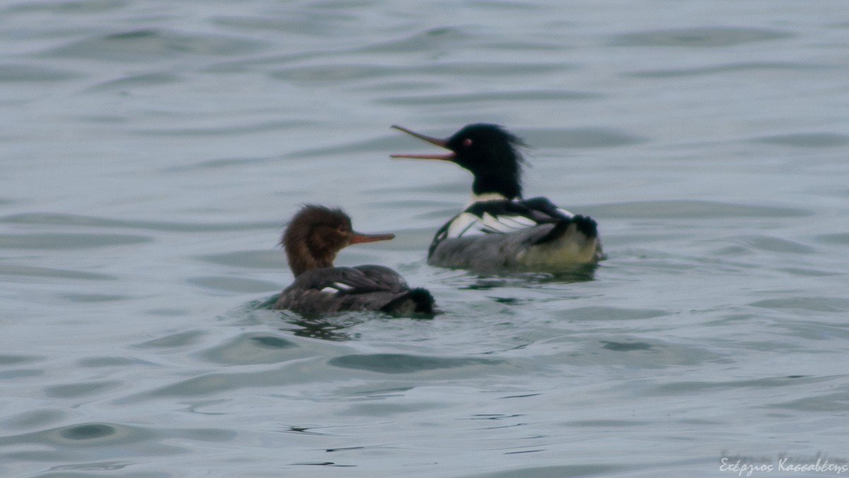 Red-breasted Merganser - ML305732841