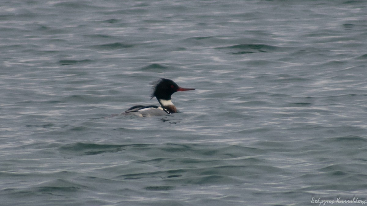 Red-breasted Merganser - ML305732851