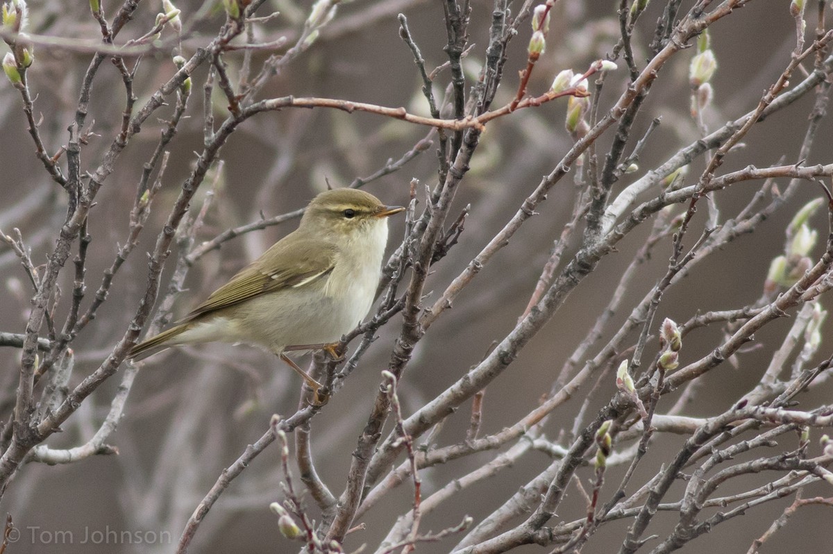 Arctic Warbler - Tom Johnson