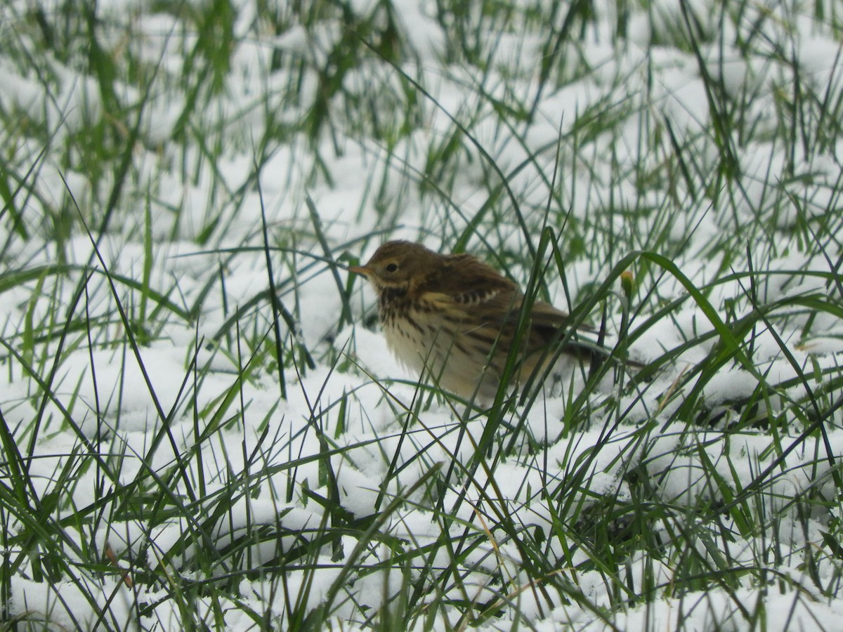 Meadow Pipit - James McCulloch