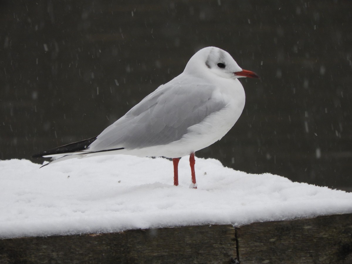 Black-headed Gull - James McCulloch