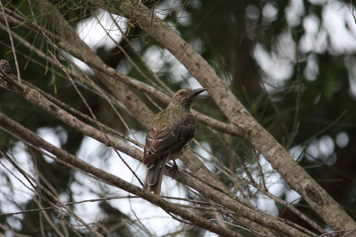 Olive-backed Oriole - ML305735531