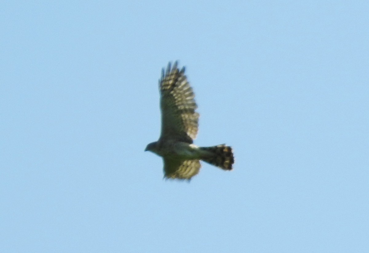 Sharp-shinned Hawk - ML30573751