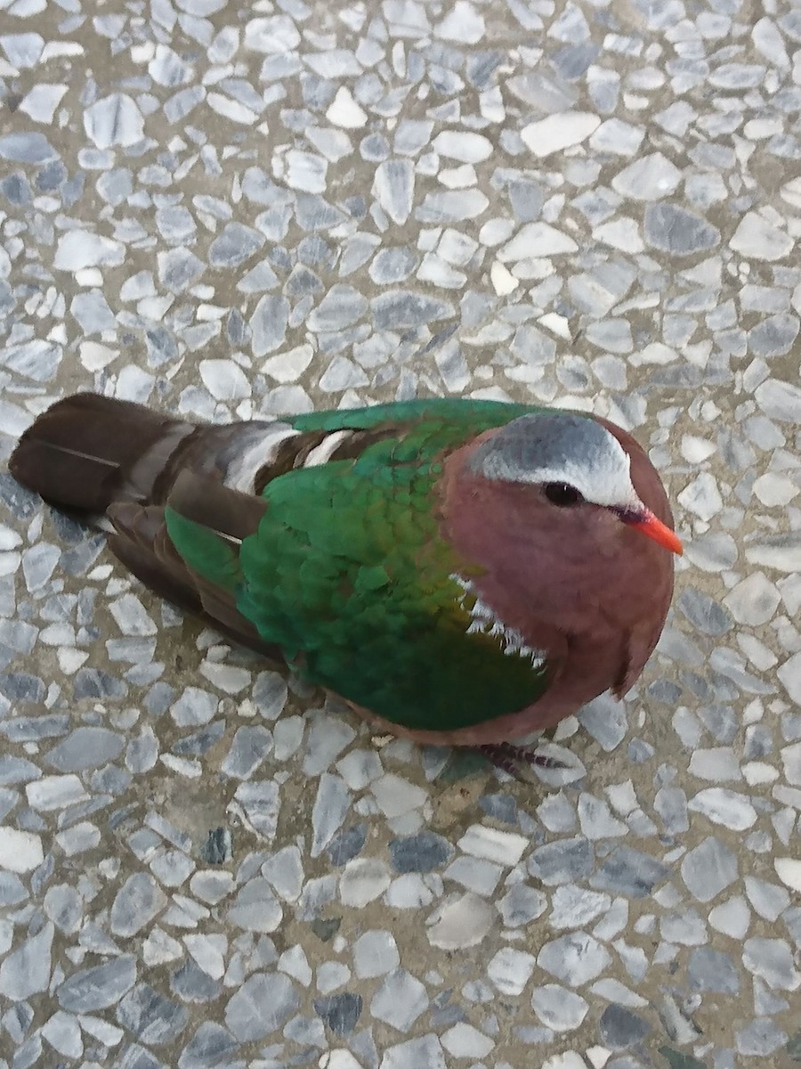 holub zelenokřídlý - ML305741471