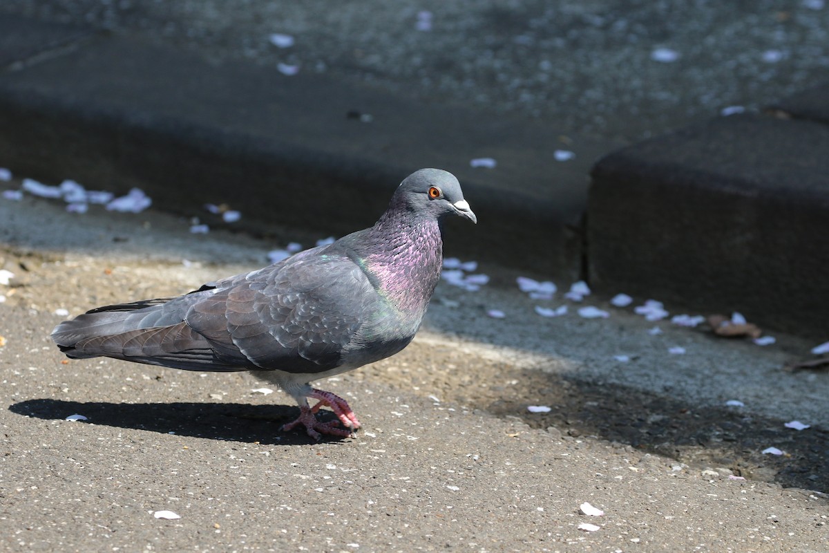 Rock Pigeon (Feral Pigeon) - ML305743151