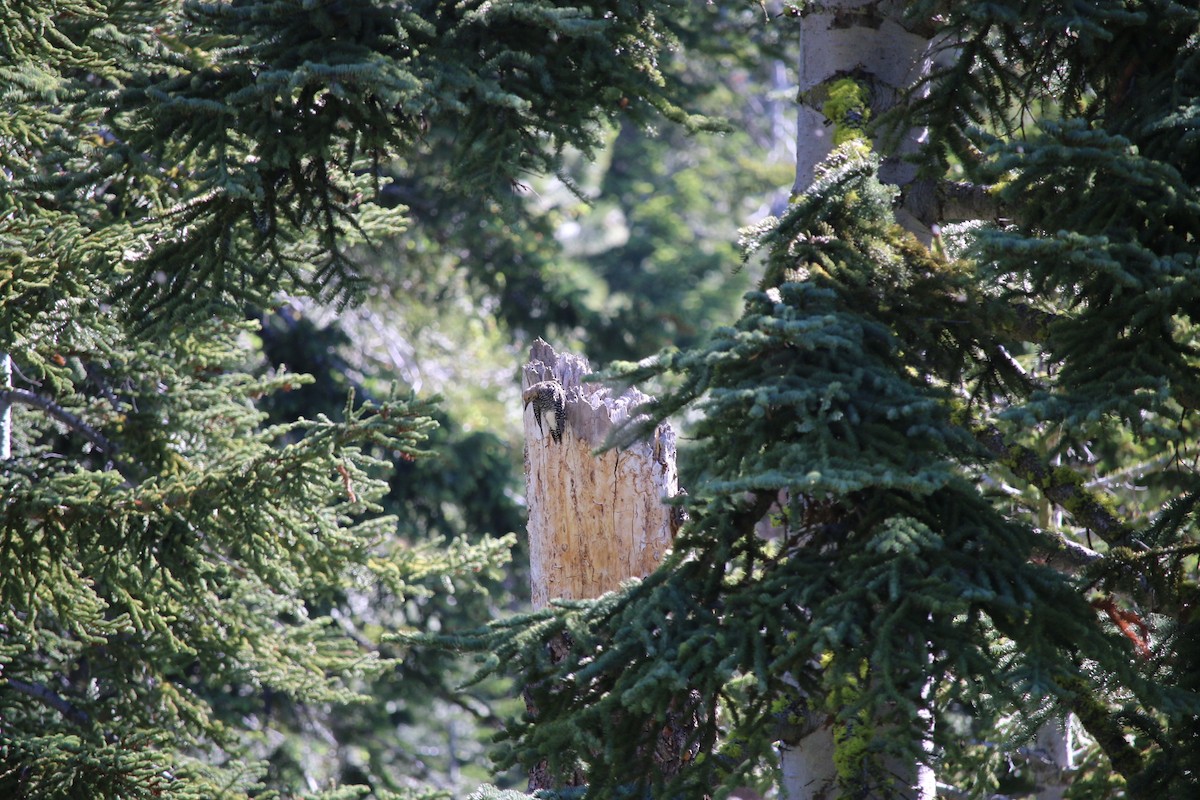 Williamson's Sapsucker - ML30574331