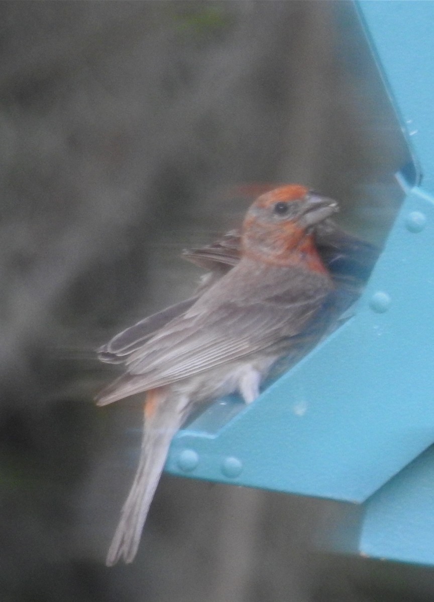 House Finch - ML30574351