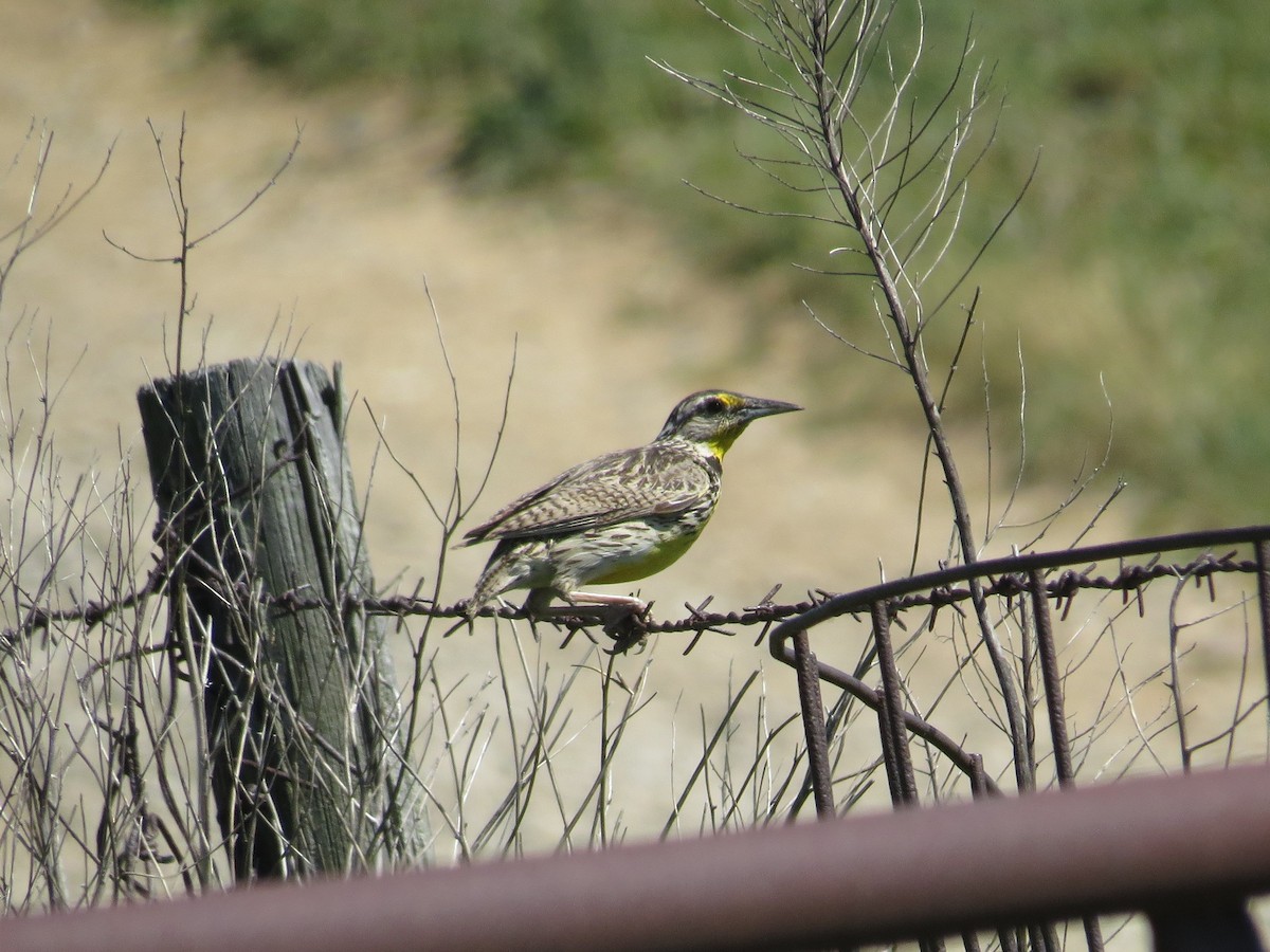 Western Meadowlark - ML30574551