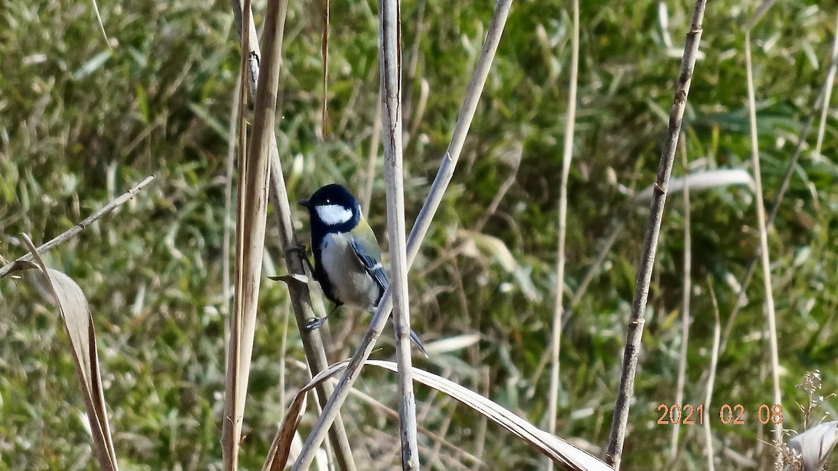 Mésange d'Asie (groupe minor) - ML305746921